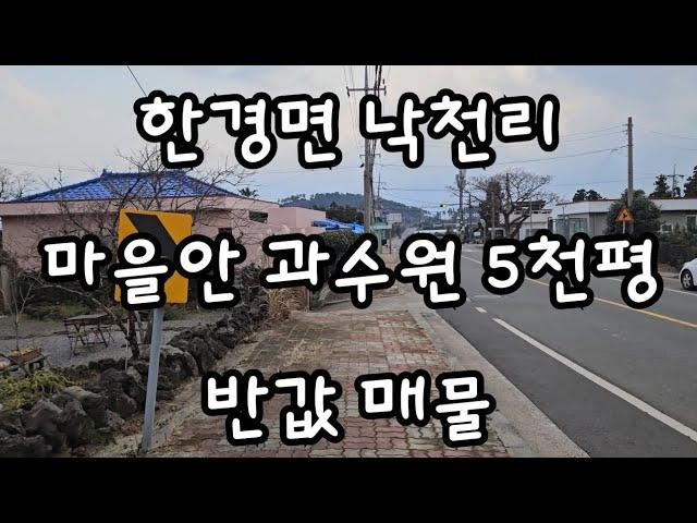 제주시 한경면 낙천리 마을안 과수원 5천평 반값 매물 010 4436 0401 제주도부동산 토지 매매 급매물