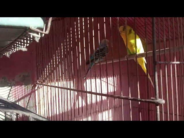 Budgies  paparrot  