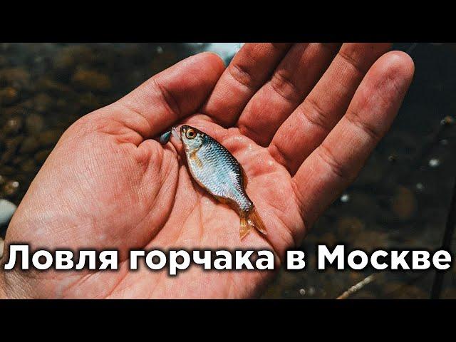 Ловля горчака в Москве. Никогда бы не подумал, что в Москве можно поймать столько горчака...