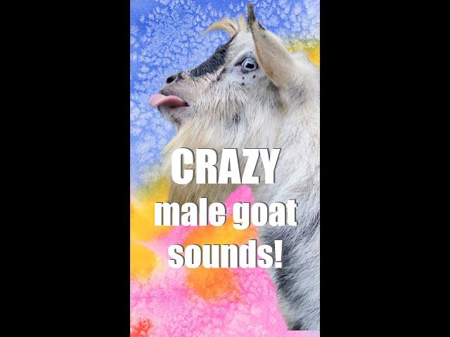 FUNNIEST Male Goat Sounds!