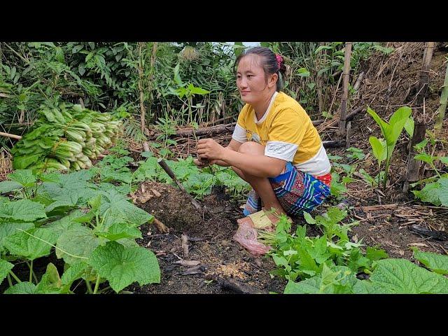 Harvesting the White Cabbage Garden on Phu Street to plant Super Rolled Luffa