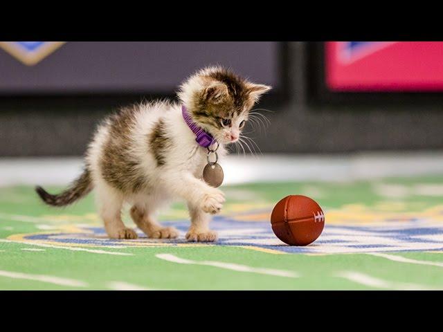 Mr. Slippers Goes Deep_ Kitten Bowl III