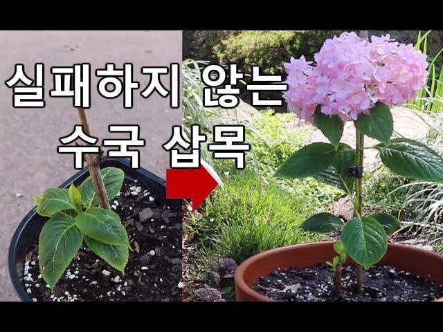 수국 삽목- 겨울을 난 가지로 같은 해에 꽃피우는 수국 삽목