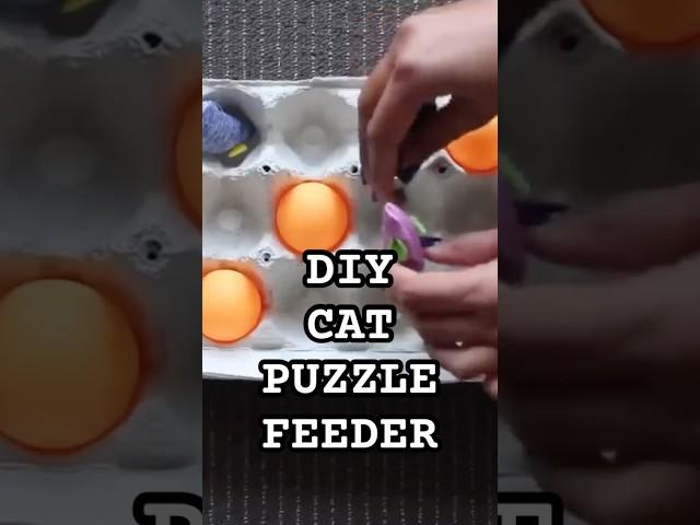 A Cheap & Easy Cat Hack You NEED to Try! 