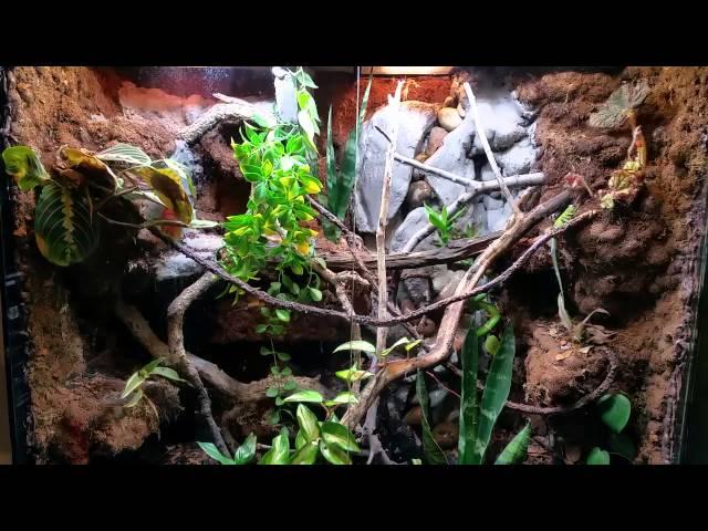 mixed reptile community tank experiment with emerald swifts and anoles