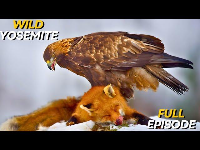 WILD YOSEMITE | The Battle for Survival Amidst Majestic Nature | Animal documentary