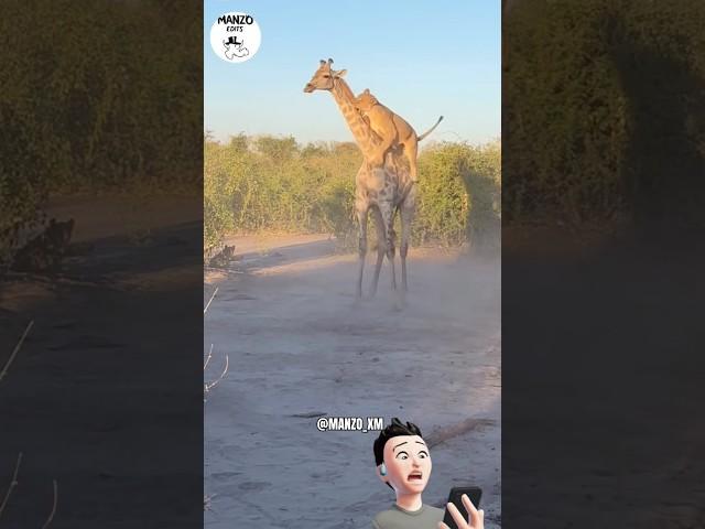 Lion Rides Giraffe to Bring it Down || #shorts