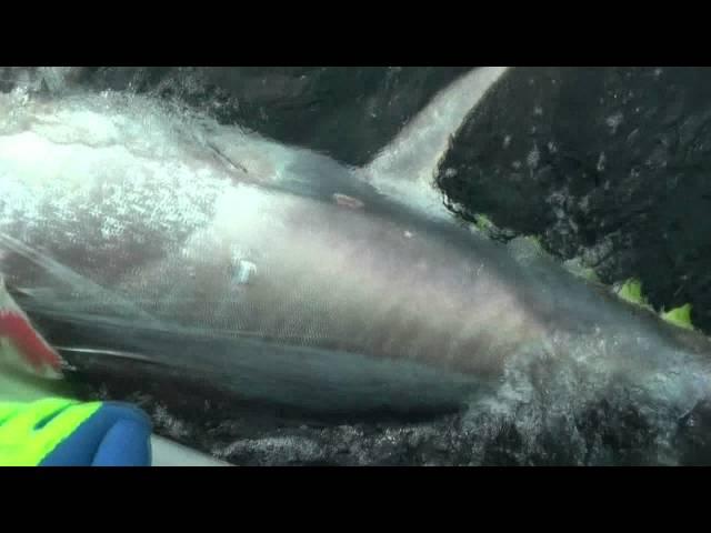 1000lb Bluefin Tuna PEI