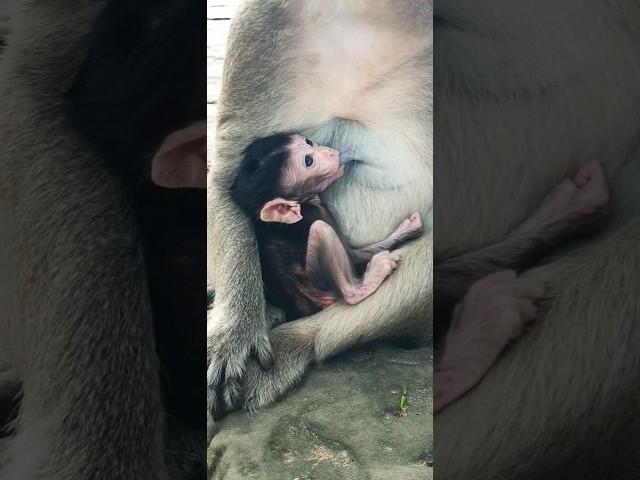 little baby monkey breastfeeding of mother #cutebabymonkey #newborn #mother #breastfeeding #little