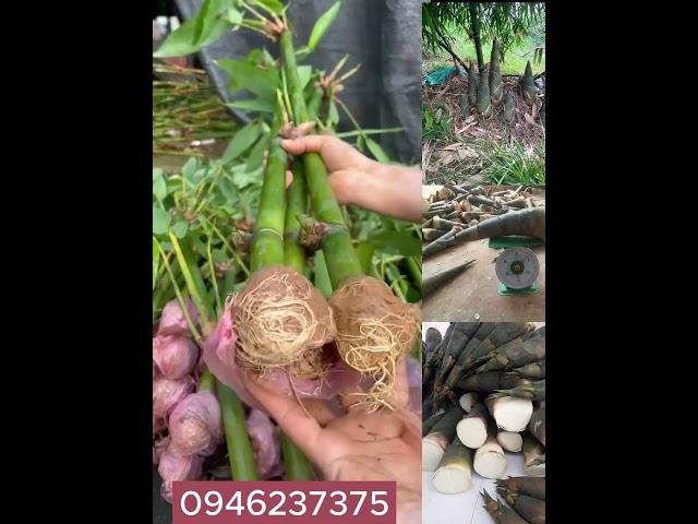  Măng Ngọt Tứ Quý - Cây Giống