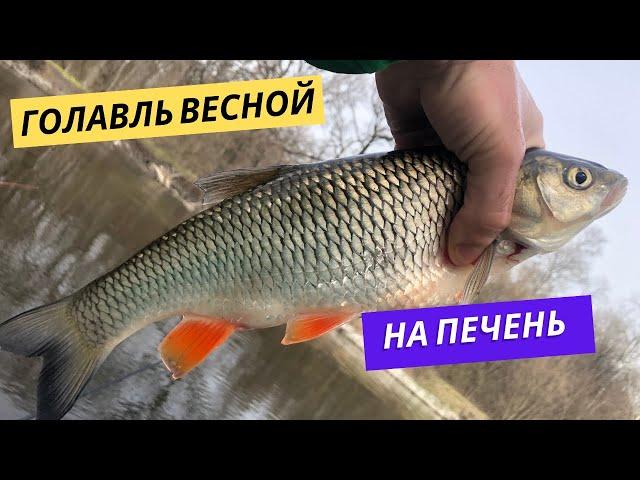 Голавль весной на куриную печень Ловля голавля весной на донки