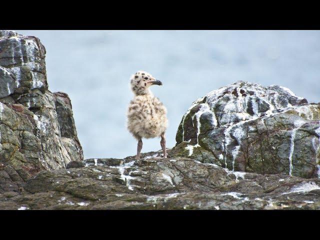 Why is Bird Poop White?