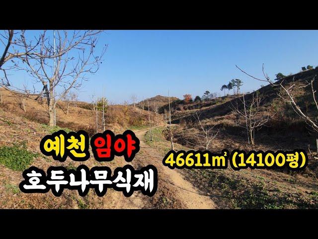 [매물번호 288번] 예천군 임야 호두나무 1500주이상 식재, 농막 있고 전기 물 있고 완만한경사에 염소사육가능.|영주옥토부동산 054.631.6100