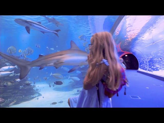 Eilat - Underwater experiences