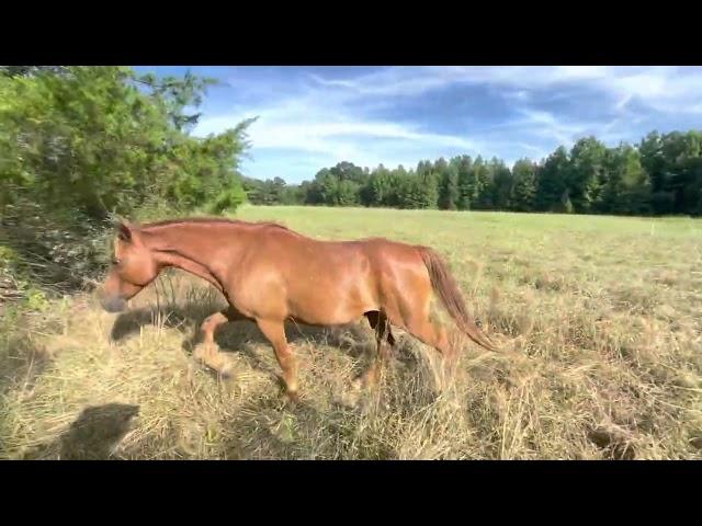 Step by step guide to adaptive grazing with horses. Save time & money & have happier horses.