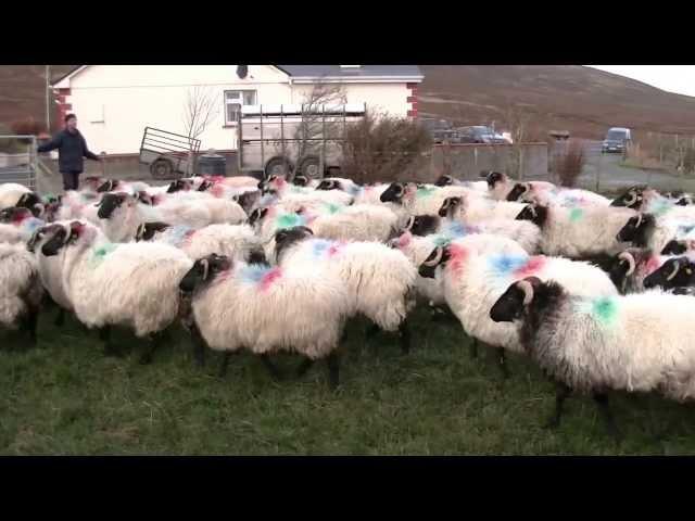 Ger Heraty: Sheep Roundup