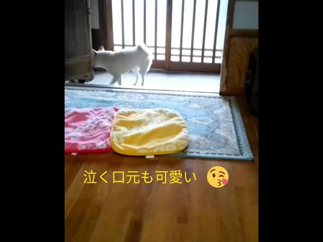 お留守番が苦手な柴犬こゆき