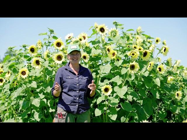 Sunflower Growing Tips: Single-Stem vs. Branching