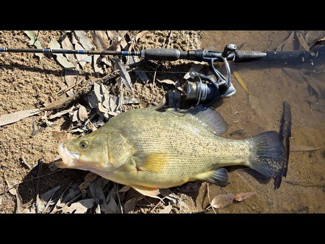 Yellowbelly Fishing When DISASTER Struck This Is Going To Cost Me