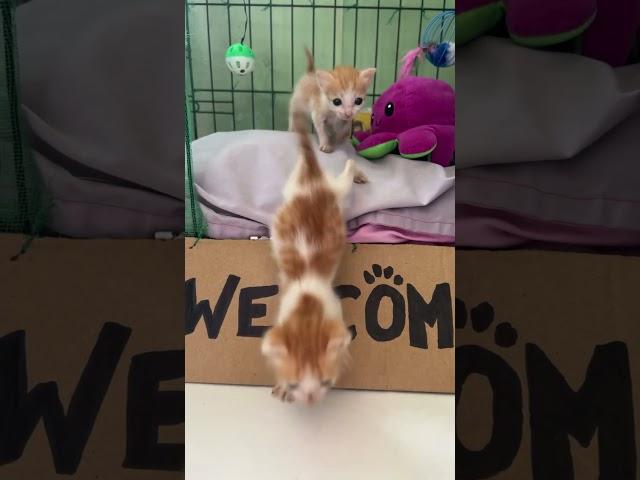 Welcome rescue kitties  #welcome #welcomehome #welcometomychannel #welcome2023 #welcomechotu