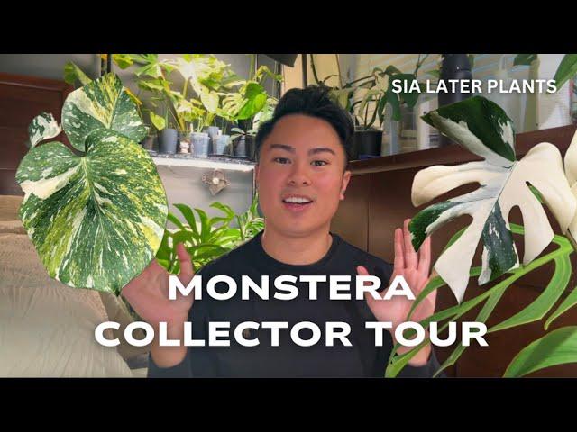 My Rare Monstera Collection! | Tour Over 30 Variegated Deliciosa Varieties