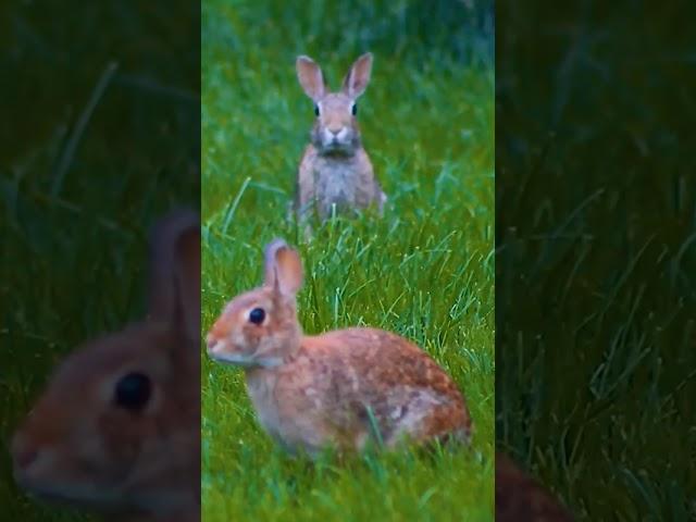 Adorable Hop  perfect timing too, check out full adorable video in Description