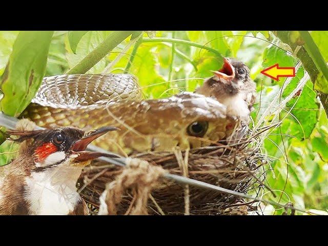 Parent Birds Saves Baby birds from Strom just to Feed them to Snake ||| baby bird eaten| Full Video