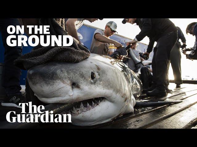 The hunt for Europe's great white shark