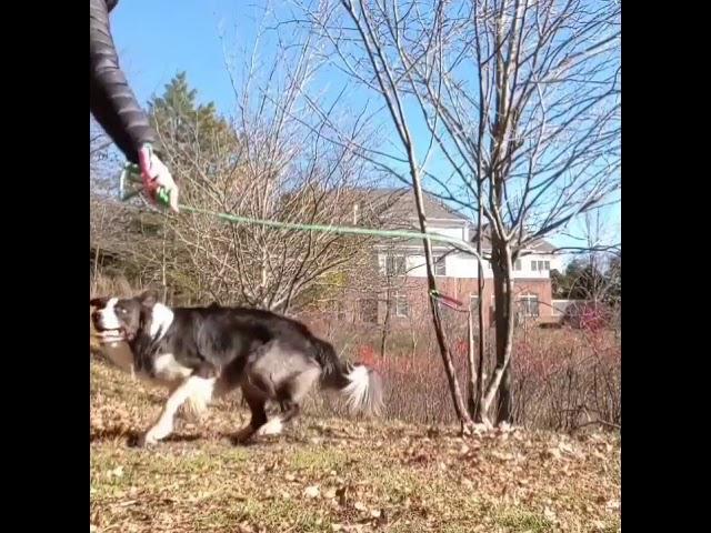 Dog Jump Roping