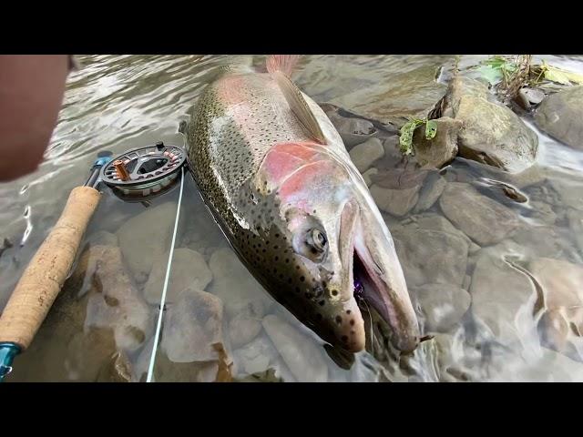 Swinging for great lakes Steelhead