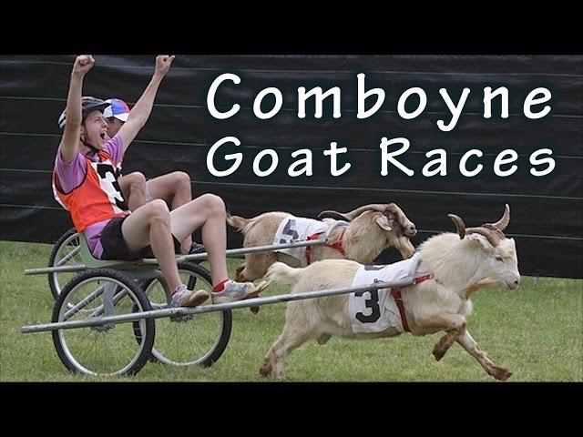 Comboyne Goat Races