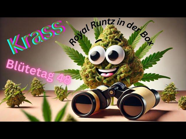 Cannabis/Grow/Spass/Medizin/Pflanzen Tips / Freude am Gärtnern/Royal Runtz/1m Box/SpiderFarmer/