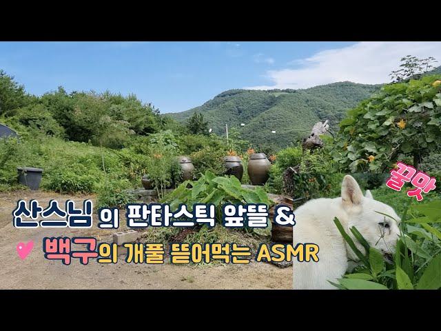 산스님의 판타스틱 앞뜰 VIEW / 백구의 개풀 뜯어먹는 ASMR / 힐링 영상