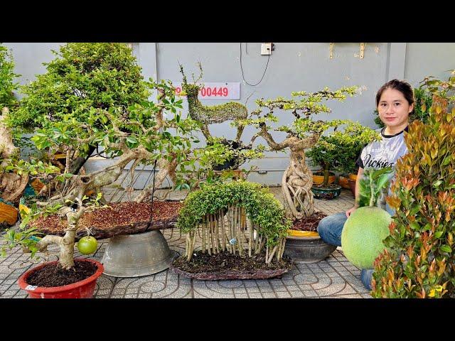 Thúy An 22/11 nhiều cây bonsai Mới Đẹp Lạ giá hợp lý, mong muốn được giao lưu  #0939700449