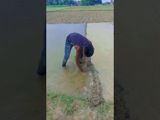 karriye kisani saiya #trending #video sajan dancer 005k
