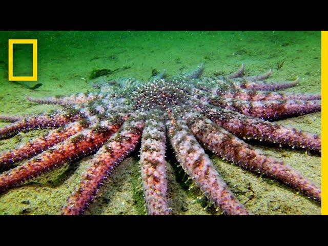 Sunflower Seastar: Terrifying Predator? | National Geographic