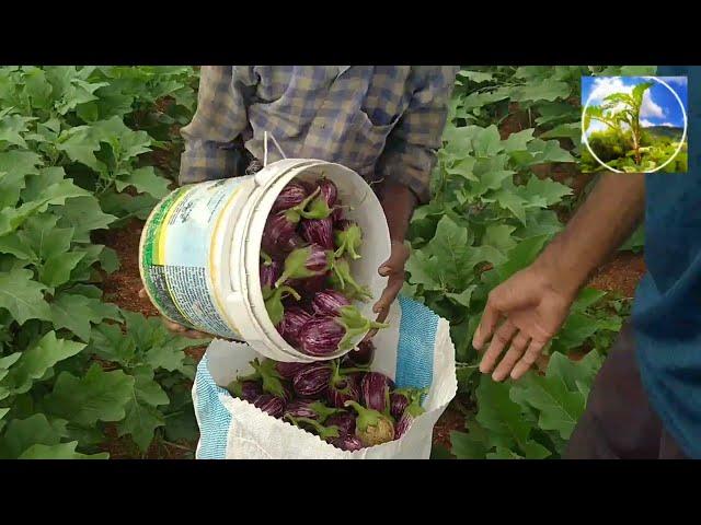 Brinjal Harvesting | Brinjal Chennai market | Farm Fanatics.