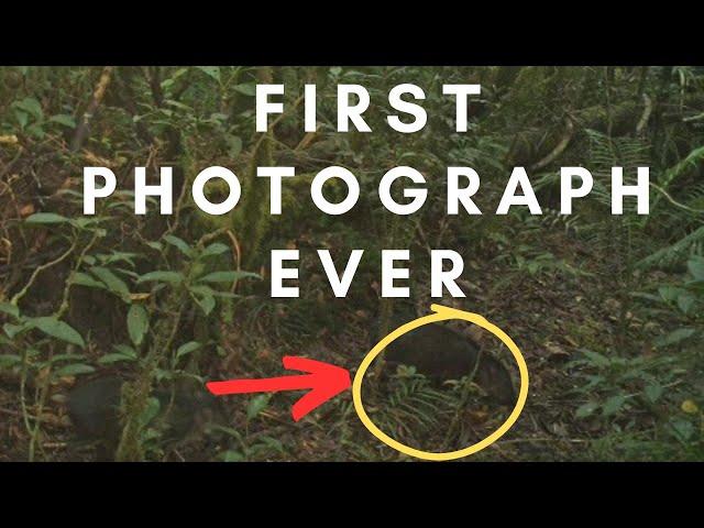 Five Extremely Rare Animals Caught on Camera