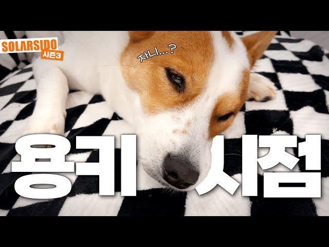 Observing SOLAR's dog, 'Yongki' for a day