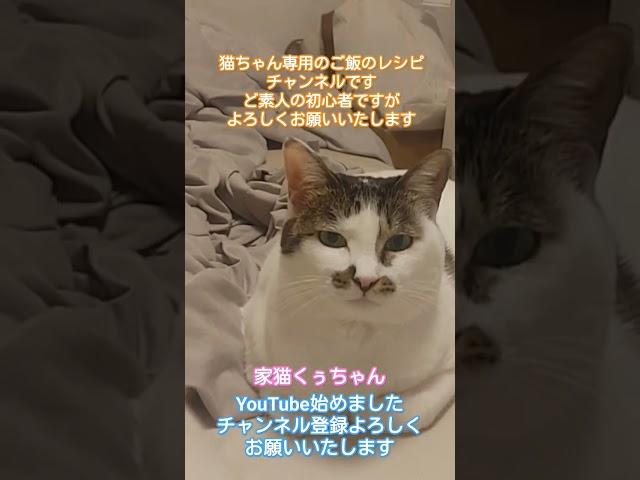 #くぅちゃんクッキング#炊飯器#簡単#猫ご飯#手作り猫ご飯#野良猫#猫#保護猫#ペット#犬#らーめん#塩らーめん#味噌ラーメン#喜多方ラーメン#炒飯#チャーシュー#餃子#カシスオレンジ#みれい