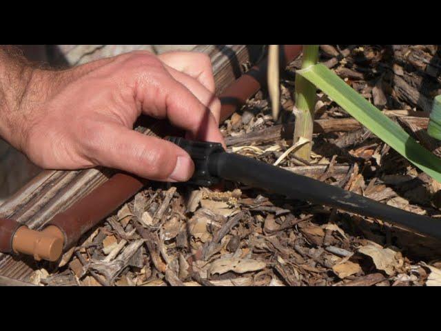 Efficient Watering for Fruit Trees and Vegetable Gardens