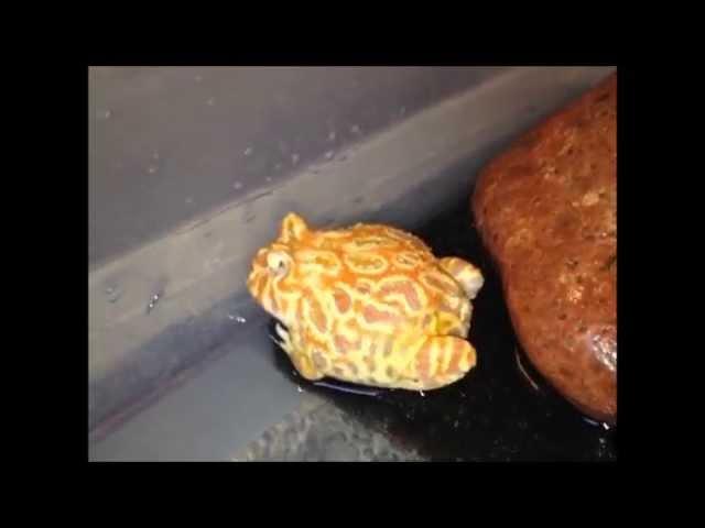 Ceratophrys cranwelli - STRAWBERRY-PINEAPPLE-ALBINO - by PACpedia (M&L Pacman Frogs)