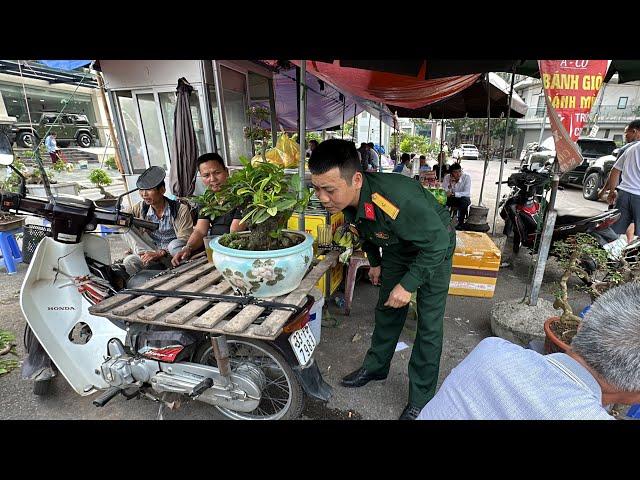 CÁN BỘ KẾT CÂY MẪU ĐƠN 10 TRIỆU RỒI - ÔNG TỴ HẾT TUỔI LÀM GIÀU, BÁN CÂY CHO VUI