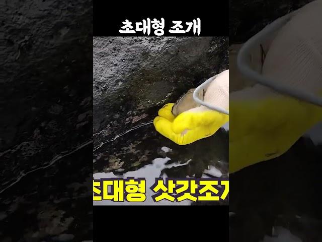 초대형 삿갓조개