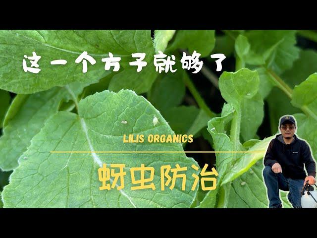 蚜虫防治，这一个方子就够了，高效有机安全，别再用土方法了 | Aphid Control