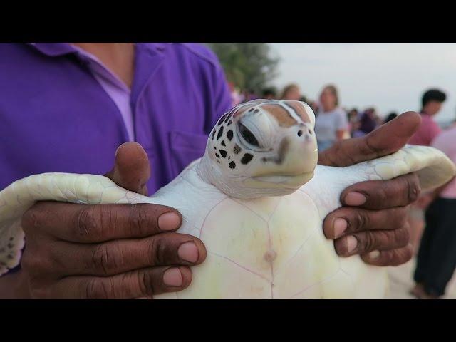 Sea Turtle Release Day, Thai Muang
