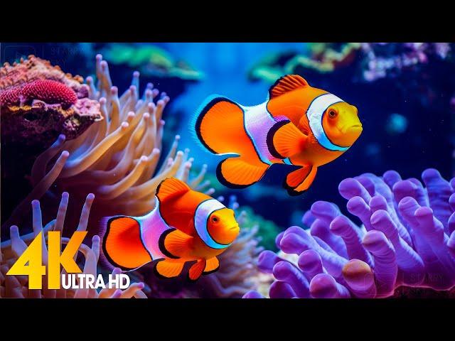 Aquarium 4K VIDEO (ULTRA HD)  Beautiful Coral Reef Fish - Relaxing Sleep Meditation Music #24