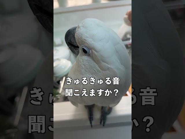 オウムやインコさんは流水音が好き説 #shorts