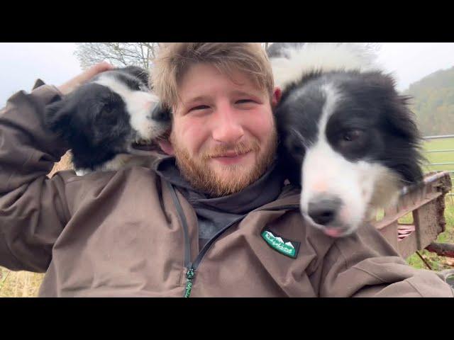 4 dogs playing, running and having fun