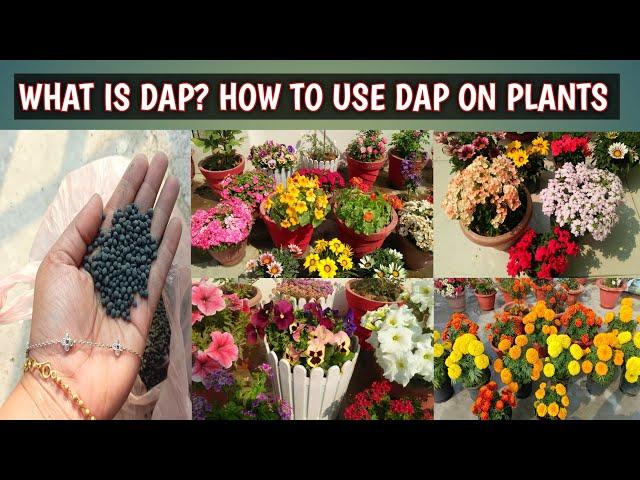 WHAT IS DAP? | HOW TO USE DAP ON PLANTS IN CORRECT WAY TO BOOST GROWTH AND FLOWERING | ALL ABOUT DAP